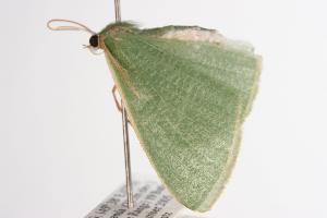 ( - ANIC Gen No. 000649)  @13 [ ] Copyright (2010) Australia National Insect Collection Australia National Insect Collection