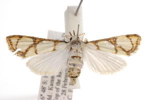  (Cirrhochrista caconalis - ANIC Gen No. 000750)  @14 [ ] Copyright (2010) Australia National Insect Collection Australia National Insect Collection