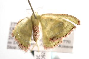  ( - ANIC Gen No. 000926)  @13 [ ] Copyright (2010) Australia National Insect Collection Australia National Insect Collection