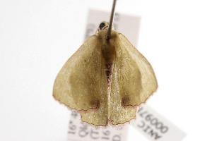  ( - ANIC Gen No. 000978)  @13 [ ] Copyright (2010) Australia National Insect Collection Australia National Insect Collection