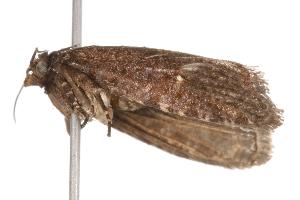  (Cryptaspasma brachyptycha - ANIC Gen No. 001042)  @13 [ ] Copyright (2010) Australia National Insect Collection Australia National Insect Collection