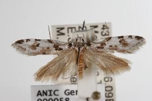  ( - ANIC Gen No. 000058)  @13 [ ] Copyright (2010) Australia National Insect Collection Australia National Insect Collection