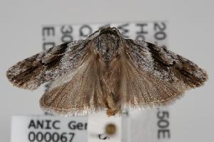  ( - ANIC Gen No. 000067)  @14 [ ] Copyright (2010) Australia National Insect Collection Australia National Insect Collection