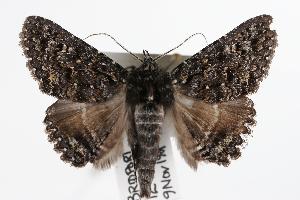  ( - ANIC Gen No. 000351)  @14 [ ] Copyright (2010) Australia National Insect Collection Australia National Insect Collection