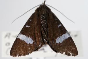  ( - ANIC Gen No. 000372)  @13 [ ] Copyright (2010) Australia National Insect Collection Australia National Insect Collection