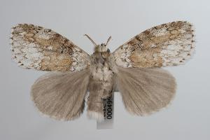  (Dasychiroides - ANIC Gen No. 000499)  @14 [ ] Copyright (2010) Australia National Insect Collection Australia National Insect Collection