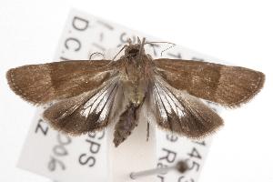  ( - ANIC Gen No. 001219)  @14 [ ] Copyright (2010) Australia National Insect Collection Australia National Insect Collection