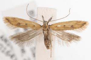  (Dichomeris acuminatus - ANIC Gen No. 001641)  @14 [ ] Copyright (2010) Australia National Insect Collection Australia National Insect Collection