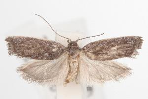  ( - ANIC Gen No. 001647)  @13 [ ] Copyright (2010) Australia National Insect Collection Australia National Insect Collection
