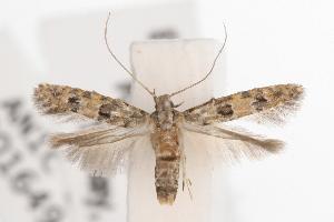  (Hypatima sp. 1 - ANIC Gen No. 001649)  @13 [ ] Copyright (2010) Australia National Insect Collection Australia National Insect Collection