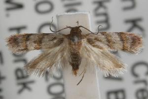  (Elaphromorpha axierasta - ANIC Gen No. 001735)  @13 [ ] Copyright (2010) Australia National Insect Collection Australia National Insect Collection