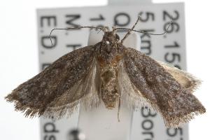  ( - ANIC Gen No. 001794)  @13 [ ] Copyright (2010) Australia National Insect Collection Australia National Insect Collection