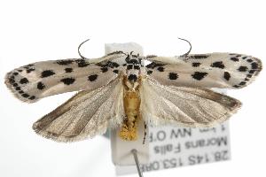  (Ethmia sphaerosticha - ANIC Gen No. 001801)  @14 [ ] Copyright (2010) Australia National Insect Collection Australia National Insect Collection