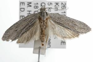  (Phloeograptis macrynta - ANIC Gen No. 001838)  @14 [ ] Copyright (2010) Australia National Insect Collection Australia National Insect Collection
