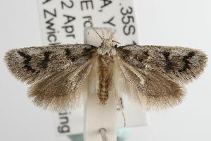  ( - ANIC Gen No. 003071)  @14 [ ] Copyright (2010) Australia National Insect Collection Australia National Insect Collection