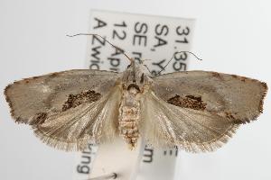  ( - ANIC Gen No. 003073)  @14 [ ] Copyright (2010) Australia National Insect Collection Australia National Insect Collection