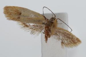  (Chrysonoma sp - ANIC Gen No. 000152)  @13 [ ] Copyright (2010) Australia National Insect Collection Australia National Insect Collection