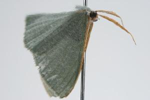  ( - ANIC Gen No. 000158)  @13 [ ] Copyright (2010) Australia National Insect Collection Australia National Insect Collection
