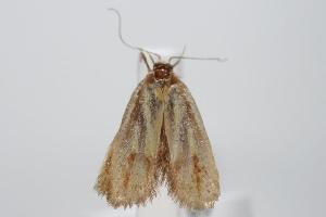  (Chrysonoma sp - ANIC Gen No. 000190)  @13 [ ] Copyright (2010) Australia National Insect Collection Australia National Insect Collection