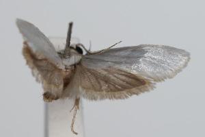  (Xylorycta sp. ANIC2 - ANIC Gen No. 000223)  @13 [ ] Copyright (2010) Australia National Insect Collection Australia National Insect Collection
