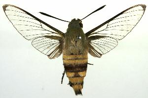  ( - ANIC Gen No. 003231)  @14 [ ] Copyright (2010) Australia National Insect Collection Australia National Insect Collection