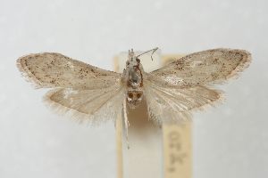  (Mecistophylla sporadica - ANIC Gen No. 003499)  @11 [ ] Copyright (2010) Australia National Insect Collection Australia National Insect Collection