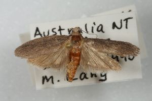  ( - ANIC Gen No. 003510)  @11 [ ] Copyright (2010) Australia National Insect Collection Australia National Insect Collection