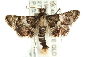  (Persicoptera iochyta - ANIC Gen No. 003712)  @15 [ ] CreativeCommons - Attribution (2011) ANIC/BIO Photography Group Centre for Biodiversity Genomics