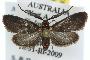  (Pollanisus empyrea - 10ANIC-02162)  @15 [ ] CreativeCommons - Attribution (2010) CSIRO/CBG Photography Group Centre for Biodiversity Genomics