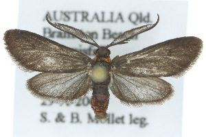  ( - 10ANIC-02183)  @14 [ ] CreativeCommons - Attribution (2010) CSIRO/CBG Photography Group Centre for Biodiversity Genomics