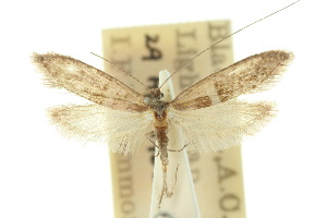  (Nematopogoninae - 10ANIC-02717)  @15 [ ] CreativeCommons - Attribution (2010) CSIRO/BIO Photography Group Centre for Biodiversity Genomics