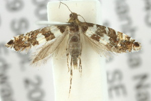  (Glyphipterix meteora - 10ANIC-02772)  @14 [ ] CreativeCommons - Attribution (2010) CSIRO/CBG Photography Group Centre for Biodiversity Genomics