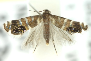  (Glyphipterix iometalla - 10ANIC-02791)  @14 [ ] CreativeCommons - Attribution (2010) CSIRO/CBG Photography Group Centre for Biodiversity Genomics