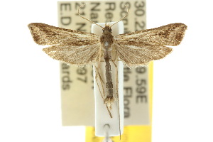  (Tineodidae - 10ANIC-03095)  @15 [ ] CreativeCommons - Attribution (2010) CSIRO/BIO Photography Group Centre for Biodiversity Genomics