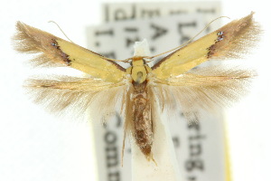  (Opogona protodoxa - 10ANIC-05452)  @14 [ ] CreativeCommons - Attribution (2010) CSIRO/CBG Photography Group Centre for Biodiversity Genomics