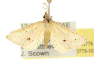  ( - 10ANIC-05776)  @13 [ ] CreativeCommons - Attribution (2010) CSIRO/CBG Photography Group Centre for Biodiversity Genomics