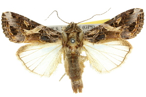  (Spodoptera litura - 10ANIC-07309)  @15 [ ] CreativeCommons - Attribution (2010) CSIRO/BIO Photography Group Centre for Biodiversity Genomics