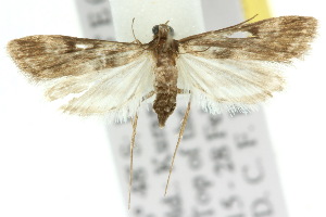  (Araeomorpha diplopa - 10ANIC-08947)  @14 [ ] CreativeCommons - Attribution (2010) CSIRO/CBG Photography Group Centre for Biodiversity Genomics