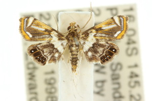  (Cataclysta sp. ANIC1 - 10ANIC-09023)  @14 [ ] CreativeCommons - Attribution (2010) CSIRO/CBG Photography Group Centre for Biodiversity Genomics