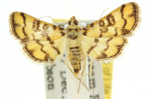  (Glycythyma chrysorycta - 10ANIC-10292)  @14 [ ] CreativeCommons - Attribution (2010) CSIRO/CBG Photography Group Centre for Biodiversity Genomics