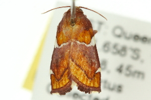  (Hypocosmia pyrochroma - 10ANIC-12160)  @12 [ ] CreativeCommons - Attribution (2010) CSIRO/CBG Photography Group Centre for Biodiversity Genomics