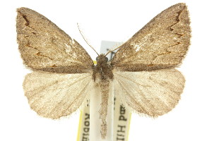  (Amelora ceraunia - 11ANIC-00191)  @14 [ ] CreativeCommons - Attribution (2011) CSIRO/CBG Photography Group Centre for Biodiversity Genomics