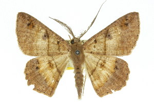  ( - 11ANIC-02470)  @13 [ ] CreativeCommons - Attribution (2011) CSIRO/CBG Photography Group Centre for Biodiversity Genomics