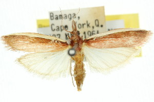  (Emmalocera callirrhoda - 11ANIC-03850)  @14 [ ] CreativeCommons - Attribution (2011) CSIRO/CBG Photography Group Centre for Biodiversity Genomics