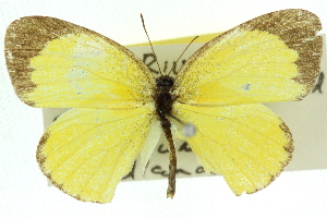 (Eurema laeta - 11ANIC-06858)  @15 [ ] CreativeCommons - Attribution (2011) CSIRO/CBG Photography Group Centre for Biodiversity Genomics