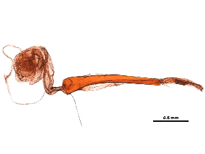  ( - 11ANIC-09204)  @12 [ ] CreativeCommons - Attribution (2019) CBG Photography Group Centre for Biodiversity Genomics