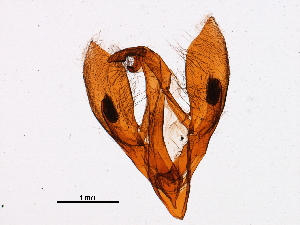  ( - 11ANIC-09211)  @12 [ ] CreativeCommons - Attribution (2018) CBG Photography Group Centre for Biodiversity Genomics