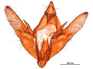  ( - 11ANIC-09307)  @11 [ ] CreativeCommons - Attribution (2019) CBG Photography Group Centre for Biodiversity Genomics