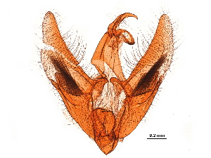  ( - 11ANIC-09494)  @11 [ ] CreativeCommons - Attribution (2019) CBG Photography Group Centre for Biodiversity Genomics