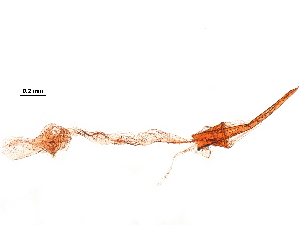  ( - 11ANIC-09494)  @11 [ ] CreativeCommons - Attribution (2019) CBG Photography Group Centre for Biodiversity Genomics
